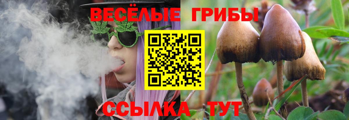 Галлюциногенные грибы Psilocybe Губкин