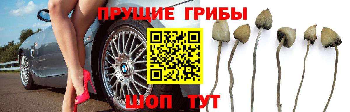 Псилоцибиновые грибы Cubensis  Галлюциногенные грибы мицелий  Губкин  Вход с VPN 